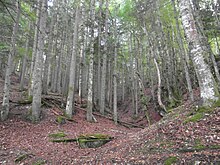 Vallon de l'œil de la Dhuie (Combe du Bayle près du hameau des Cochettes)