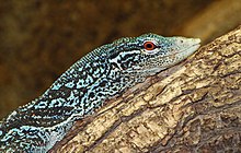 Blue-spotted tree monitor (V. macraei) Varanus macraei - Reptilium Landau 01.jpg