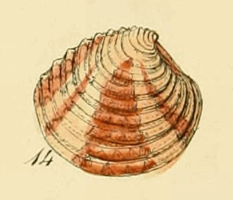 Grovräfflad venusmussla