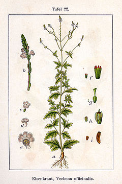 Verbena officinalis Sturm22.jpg