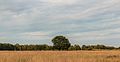 Verruigd biotoop in mild avondlicht. Locatie, natuurgebied Delleboersterheide – Catspoele.