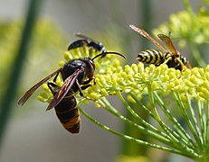 Irudiaren ezkerrean liztor beltz asiar arrunt bat, langile bat, eme bat. Eskuinean beste liztor mota bat.