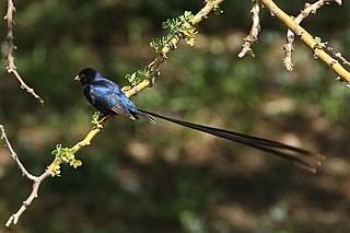 Steel-blue whydah Species of bird