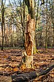 Vierhouterbos (Staatsbosbeheer). Natuurbos bij Vierhouten. Dode bomen worden niet meer verwijderd.