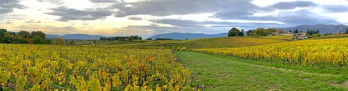 Geneva has the densest vineyards of Switzerland. Here, the largest wine-making municipality of Switzerland, Satigny. Vignobles de Satigny.jpg