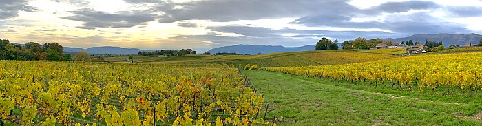 The typical landscape of Satigny, with the Jura mountains in the background Vignobles de Satigny.jpg