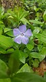 A Vinca minor flower in Burlington, Ontario, Canada