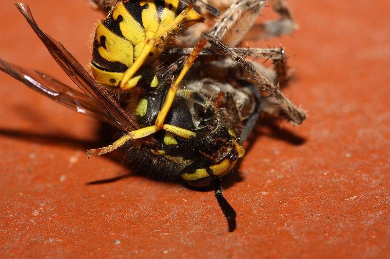 File:Wasp vs Spider Fight (2785856067).jpg