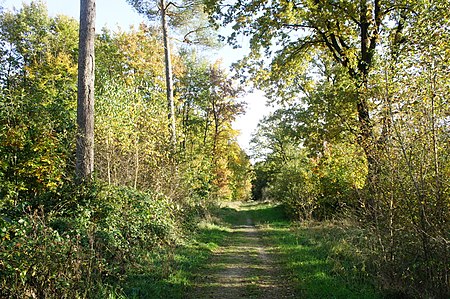 Weg im Bürsteler Fuhrenkamp