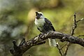 White-headed barbet