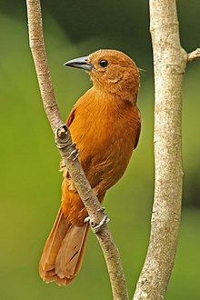 Beyaz çizgili tanager (Tachyphonus rufus) female.jpg