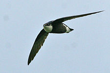 White-throated Needletail - Cropped.jpg
