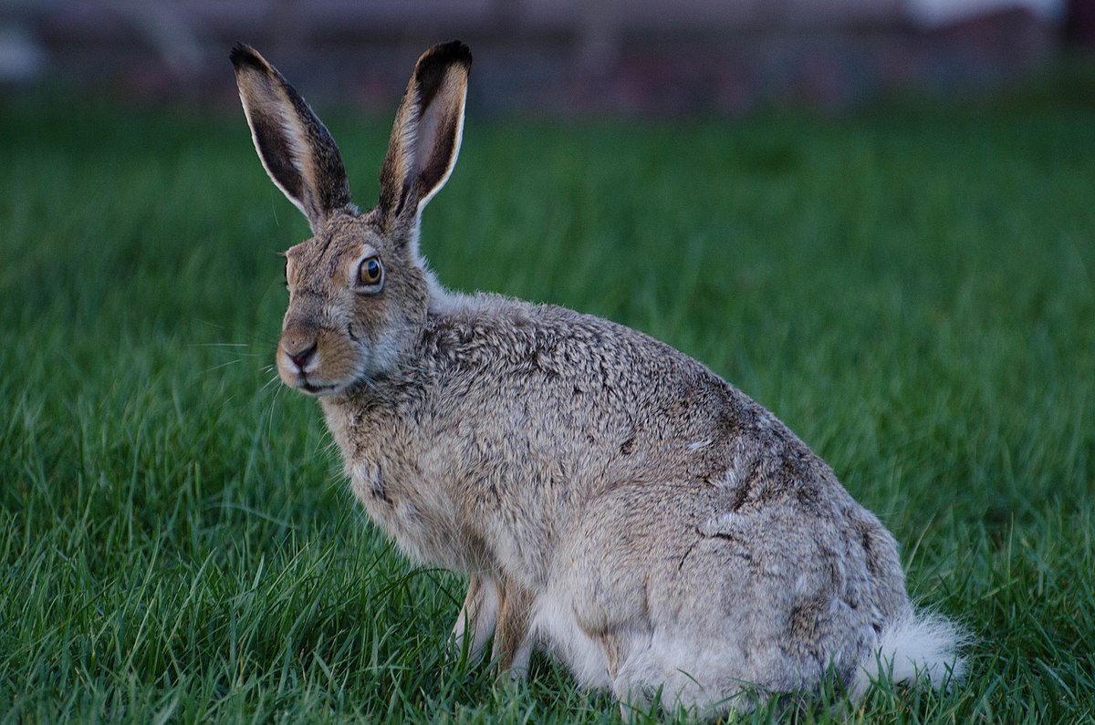 white tailed jackrabbit wikipedia white tailed jackrabbit wikipedia