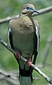 Whitewing Dove (176931623).jpg