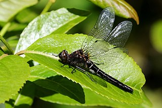 Boghaunter Genus of dragonflies