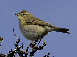 Fitiso Phylloscopus trochilus