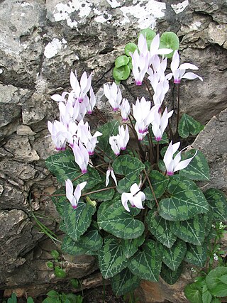 <i>Cyclamen persicum</i> Species of flowering plant in the family Primulaceae