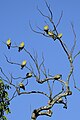 Yellow-footed green pigeon (Treron phoenicoptera) from nameri np assam JEG0338.jpg