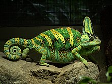 The high casque of the veiled chameleon provides an expanded area for the attachment of jaw musculature - and may also help the animal to collect moisture or store fat. Yemen Chameleon.jpg