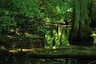 <span class="mw-page-title-main">Yockanookany River</span> River in the U.S. state of Mississippi