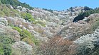 桜の吉野山
