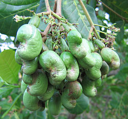 Young cashew nuts.jpg