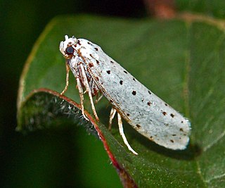 <i>Yponomeuta</i> Genus of moths