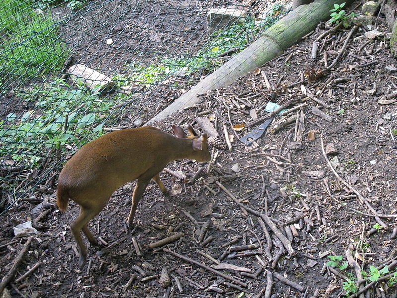 File:ZOO Ústí n L - výběh muntžaků 02.jpg