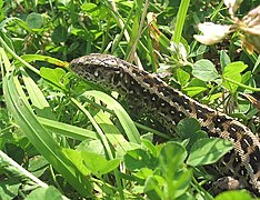 Lacerta agilis