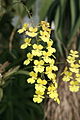 Zelenkoa onusta inflorescence