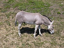 Afrikoansche wildn ezel (Equus africanus)