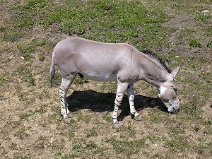 Afrikanischer Esel (Equus asinus)