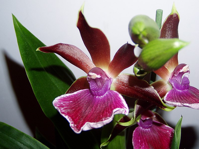 File:Zygopetalum2.jpg