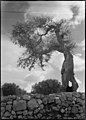 'Maise' (Arabic) tree, Hackberry tree, 'March of Time on Bethlehem Road' LOC matpc.21623.jpg