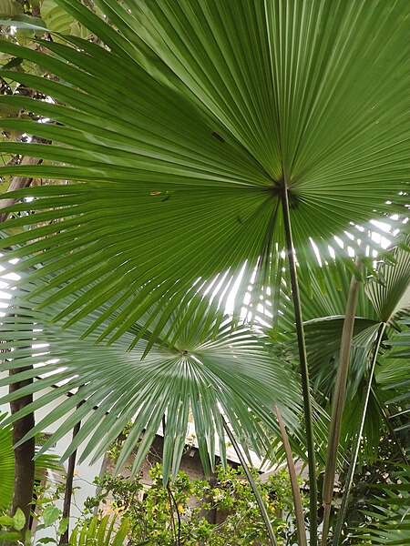 File:'Tokou Paat' or Livistona jenkinsiana, Family name- Cyclanthaceae.jpg