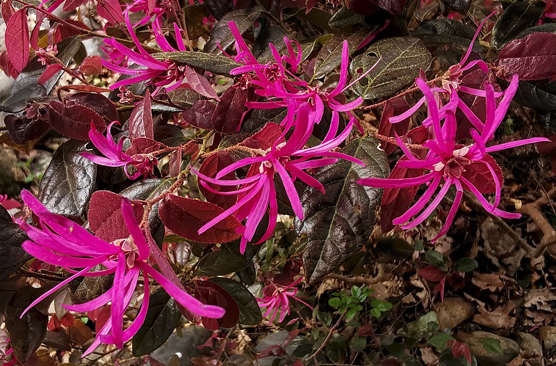 File:(MHNT) Loropetalum chinense f. rubrum - blossom.jpg