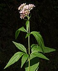 Eupatorium cannabinum subsp. cannabinum üçün miniatür