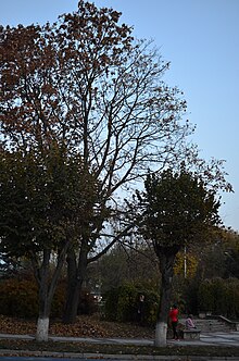 Биогруппа (памятник природы) в Каменец-Подольском. Фото 6.jpg