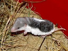 Description de l'image Пегий путорак (Diplomesodon pulchellum), Gescheckte Wüstenspitzmaus, Piebald Shrew, Московский зоопарк (Moscow zoo), 18.11.2008.jpg.