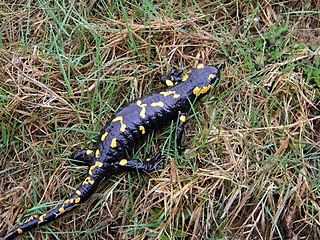 La sous-espèce nominale, S. s. salamandra, a typiquement des taches plus petites et désorganisées sur le dos, non alignées en bandes parallèles.
