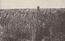 A farmer in a field of barley in the Chaouia, published 15 August 1917 in the magazine France-Maroc flH fy Hql lsh`yr fy lshwy@ lmGrby@.jpg