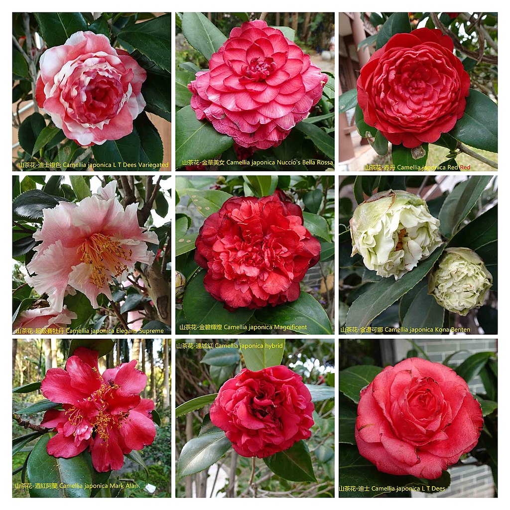 File 山茶花camellia Japonica Cultivars 5 深圳園博園茶花展shenzhen Camellia Show China Jpg Wikimedia Commons