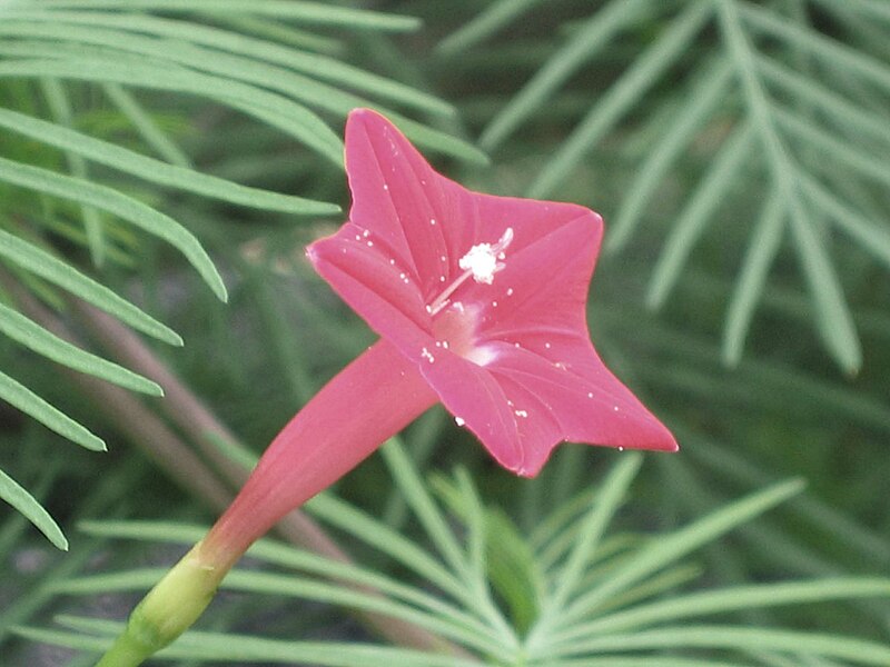 File:蔦蘿 Ipomoea quamoclit -中山翠怡峰 Zhongshan, China- (9207626848).jpg