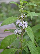 薄荷 Mentha arvensis -泰國清邁花展 Royal Flora Ratchaphruek, Thailand- (9200949008).jpg