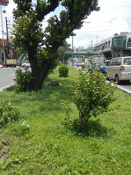 File:0682jfBanawe Avenues Filipino Chinese Arches Buildings Quezon Cityfvf 16.jpg