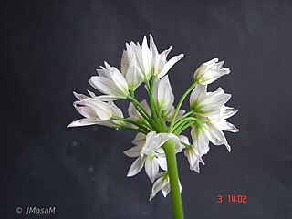 <i>Allium massaessylum</i> species of plant