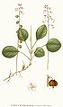 153 
 Pyrola minor.jpg