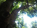 1 Assegai tree - Curtisia dentata - afromontane.jpg