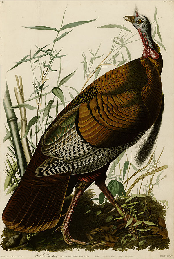 Plate 1 of The Birds of America by John James Audubon, depicting a wild turkey