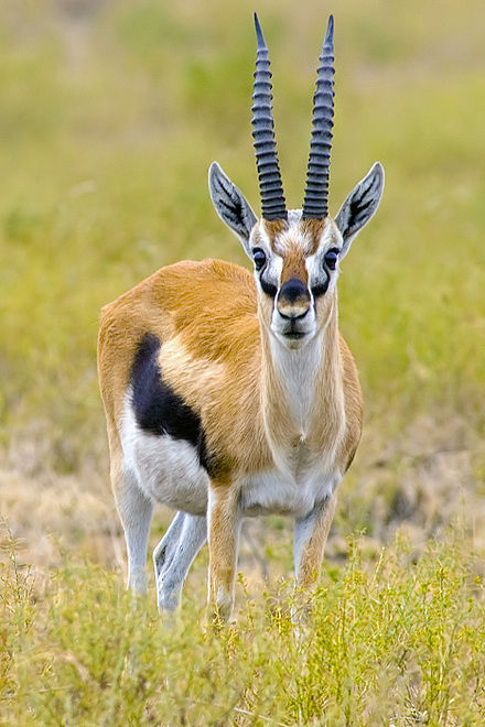 Male Thomson's gazelle